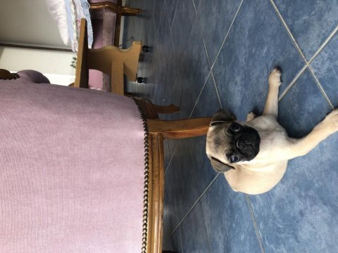 Türünün en hareketlisi pug köpeğimiz