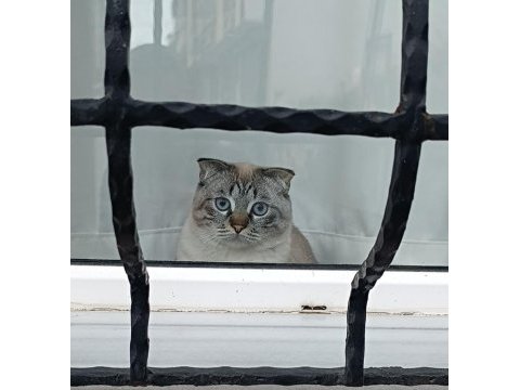 Scottish fold dumanımıza aile arıyoruz