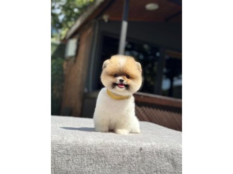Sağlık ve ırk garantili pomeranian