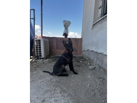 Yurtdışı kan hattı belçika kurdu yavruları