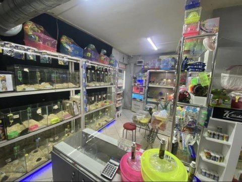Ele alışık hamster antalya hamster çiftliği