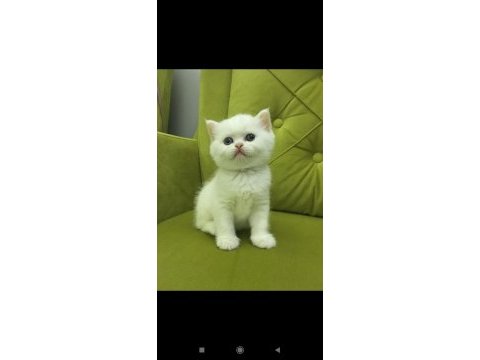 British longhair kız kardeşler