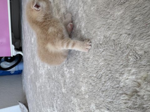 Sarı bebek scottish fold