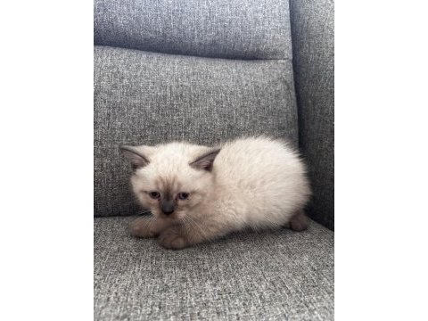 British shorthair ufaklık yeni ev arıyor