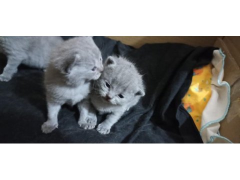 Dişi scottish fold yavru