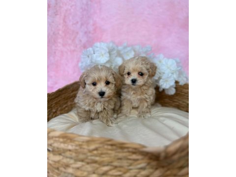 Irk garantili maltipoo yavruları 