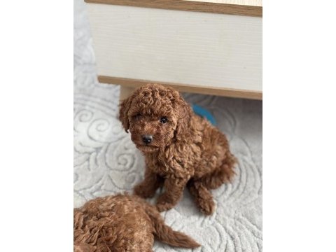 Ukrayna şecereli toy poodle