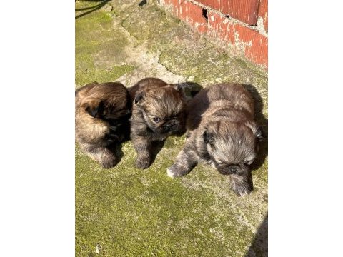 Pekinez yavru köpekler