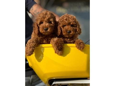 Ankaranın en gözde maltipoo yavruları