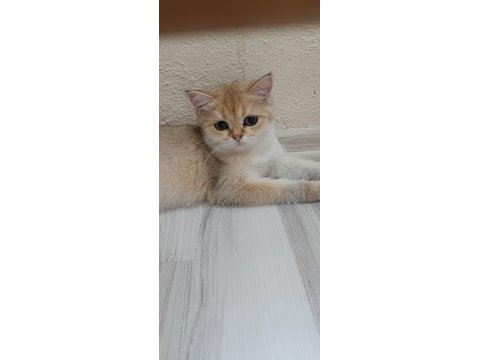 Bursa golden ve golden point british shorthair yavrular