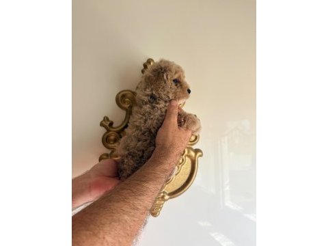 Poodle guzellıkler