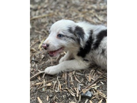 Üreticiden safkan border collie