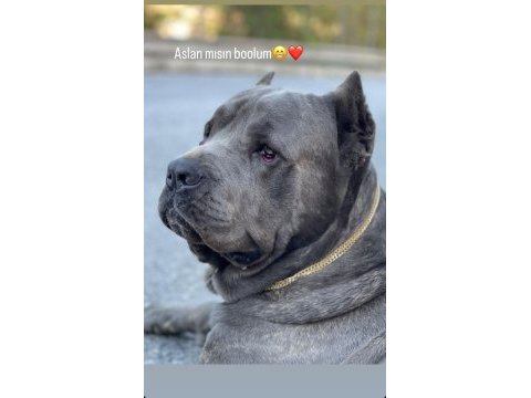 Cane corso puppy