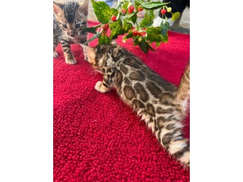 Safkan show class bengal bebekler