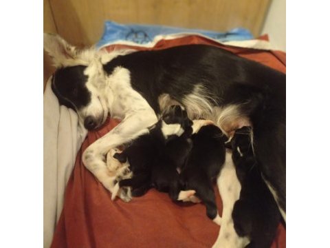 Yavrularımız rezerveye açılmıştır border collie
