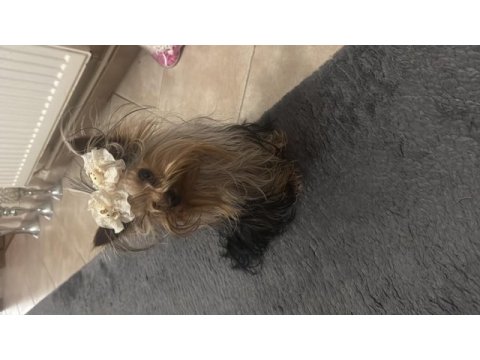 Teacup yorkshire terrier 1 yaşında erkek tuvalet eğitimli