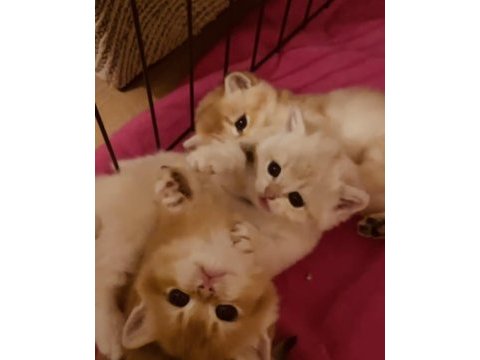 Safkan british golden rezerveye açıktır