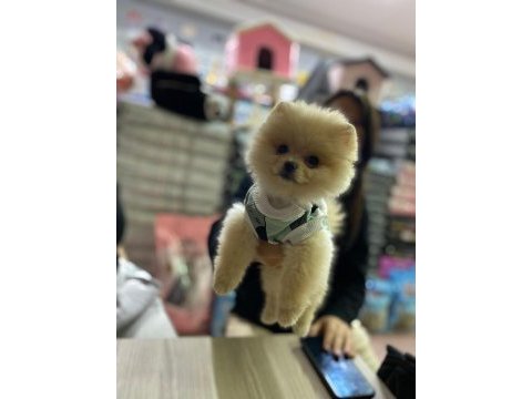 Pomeranian boo 60 günlük köpekler