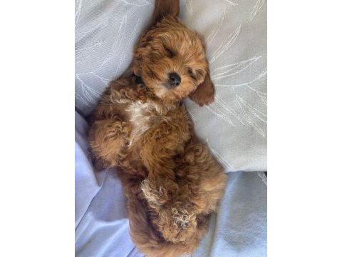 Poodle gibi maltipoo bebekler