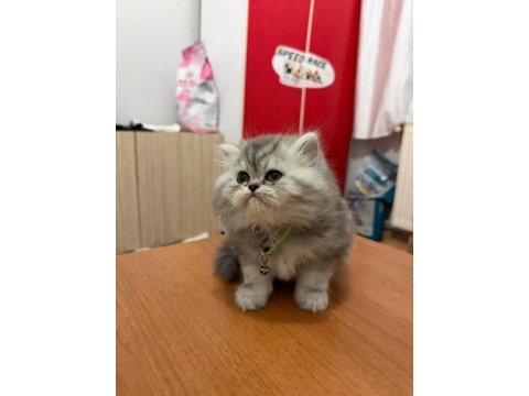 British longhair ve iran chinchilla