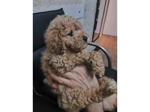 Toy poodle köpekler