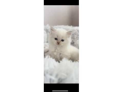 2 aylık orijinal british longhair