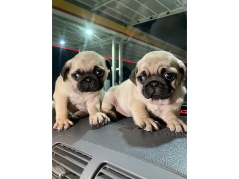 Muhteşem pug mops bebek köpekler