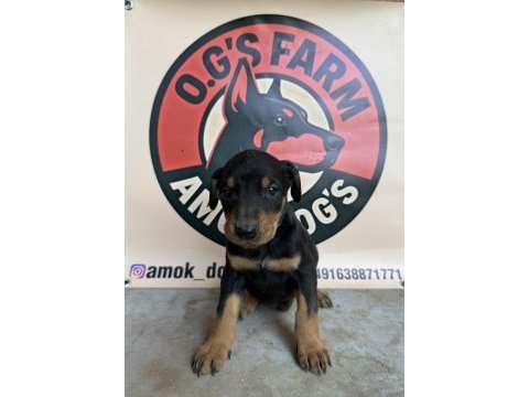 Doberman european