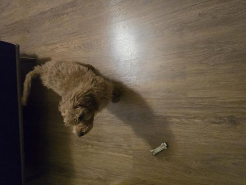 55 günlük toy poodle erkek