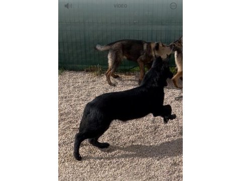 Solite black workingline alman çoban köpeği 6 aylık eğitimli