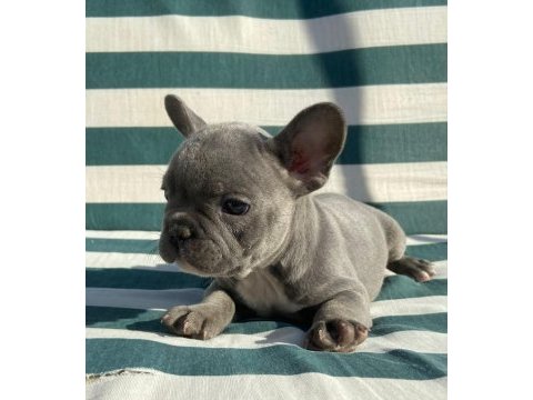 French bulldog