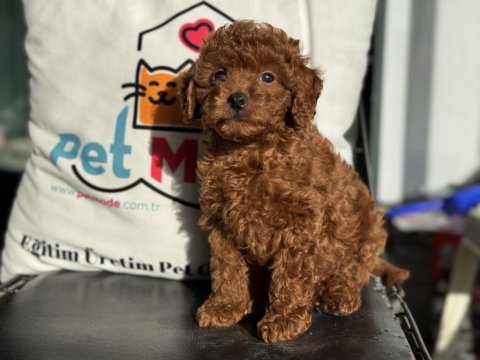 Petmode köpek çiftliğinden toy poodle yavrular