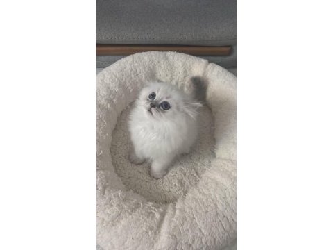 1,5 aylık oyuncu dişi british longhair silver point yavru