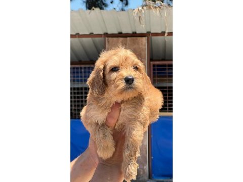 Sevimli maltipoo yavrularımız