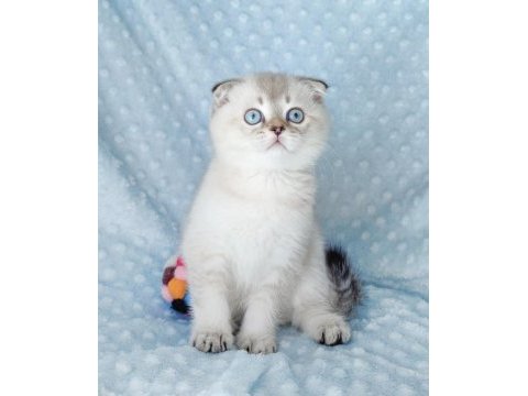 İlkbaharın en güzel scottish fold yavrusu