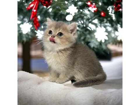 British shorthair / longhair bebekler