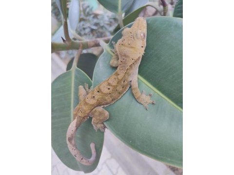 3 yaşında erkek crested gecko