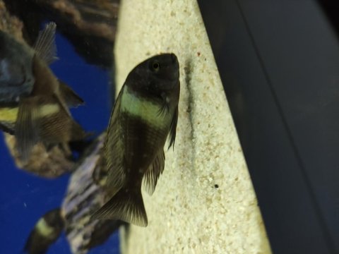 Masva yavru tropheus