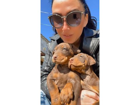 Doberman yavrularım sağlık ve ırk garantilidir
