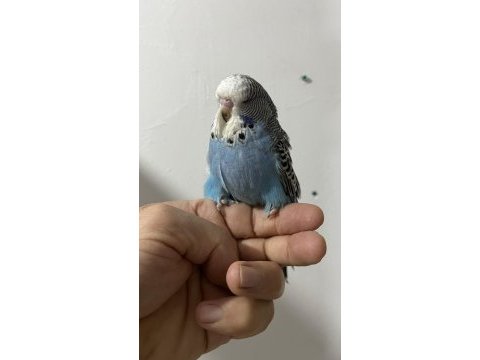 Show erkek yavru muhabbet kuşu