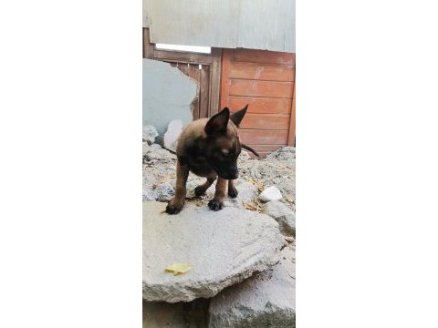 Agresif ve sinirli yavrular belçika kurdu