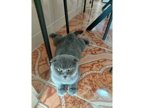 Scottish fold kediler