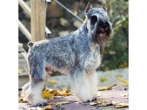Fcı şecereli miniatute schnauzer yavruları