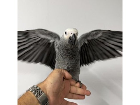 Zeytin göz yavru jako belgeli