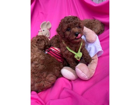 Orijinal toy poodle bebekler