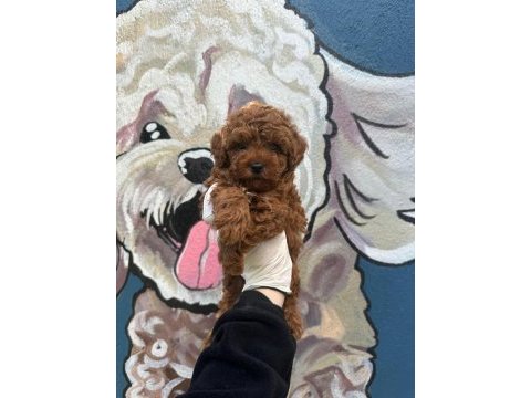 Ziyarete açık erkek dişi poodle bebekler 