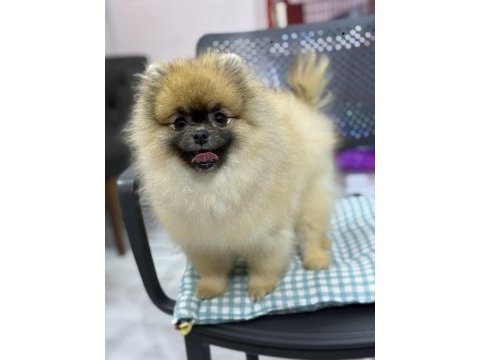 Ayı surat pomeranian boo
