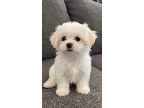Maltese terrier xs teacup sıfır no ev doğumlu