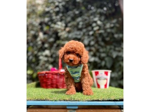 Poodle köpeği yavrular