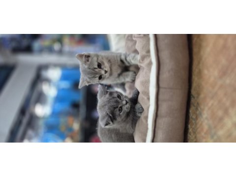 Orjinal british shorthair sağlıklı 2 aylık yavrular